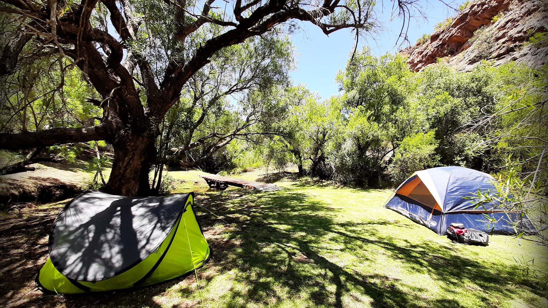 Forest campsite with tents under tree canopy